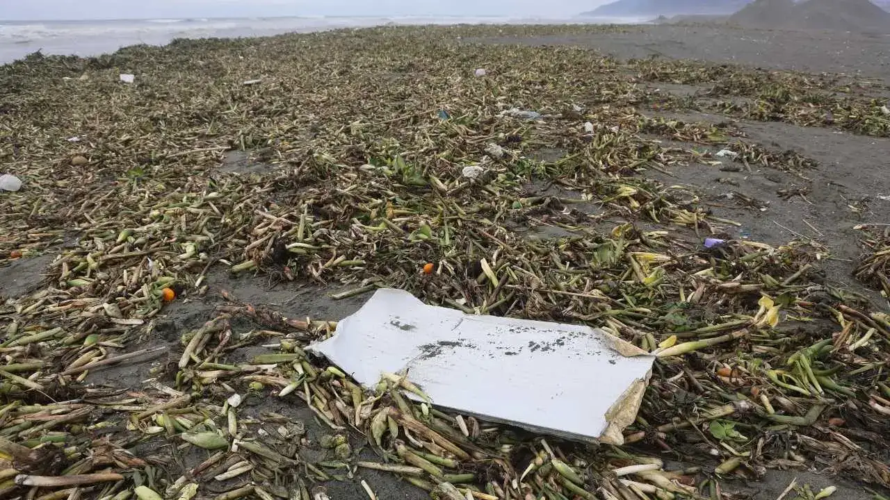 Hatay’da Fırtına Asi Nehri’ni Taşırdı: Su Sümbülleri Akdeniz’e Taşındı 4
